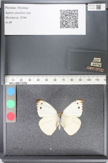 Media type: image;   Entomology 128800
